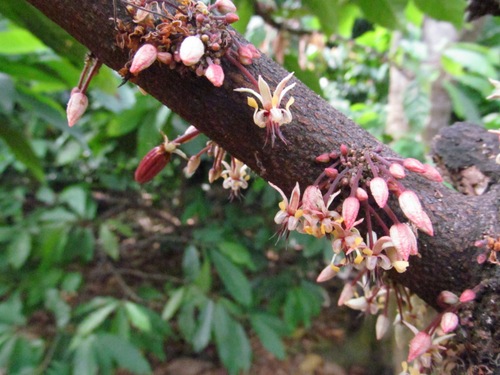 Theobroma, the Cacao Plant Flowers (Chocolate).