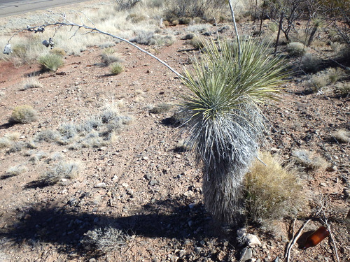 Yucca Plant.