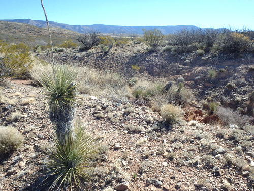 Yucca Plant in a southeast view.