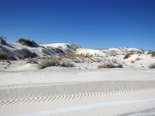 In White Sands, NM, looking at the Innerdunal Area.