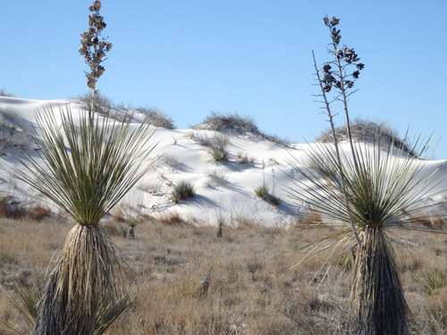 White Sand Yucca Art.
