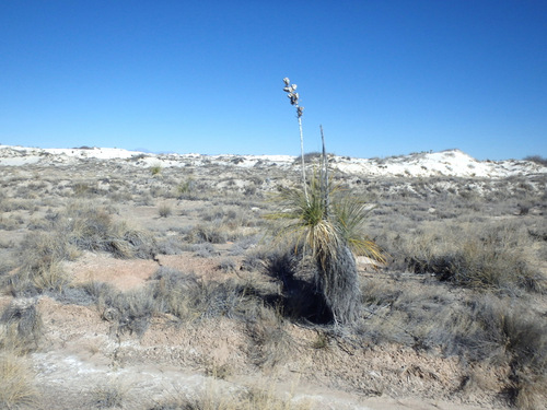 Yucca Plant & Innerdunal Area.