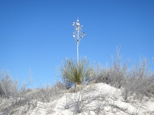 Yucca that has continued truck growth for the rising dune.