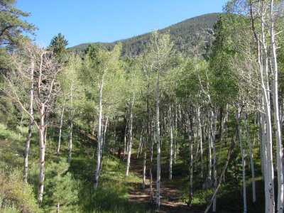 Old Aspen Grove.