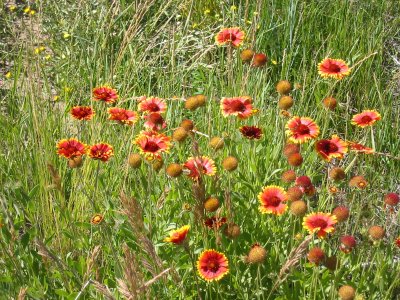 Another variety of Sun Flower.