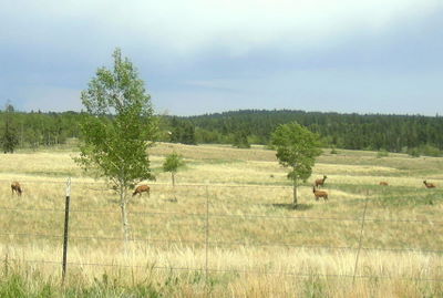 Hunting Checklist: Elk Herd, Divide, Colorado