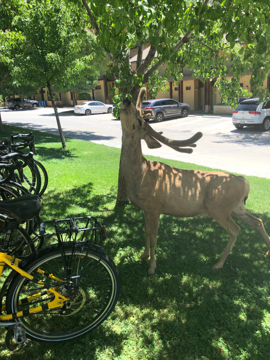 The Bee and a Buck - Photo by Louise.