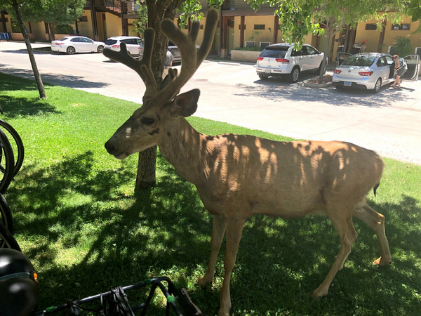 The Bee and a Buck - Photo by Louise.