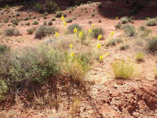 Called Desert Plume, Arches NP, UT.