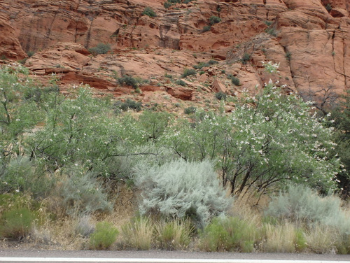 Tandem Bike Tour, Snow Canyon, UT.