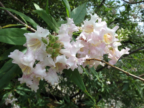 Flowering trees at our trail side park in Santa Clara.