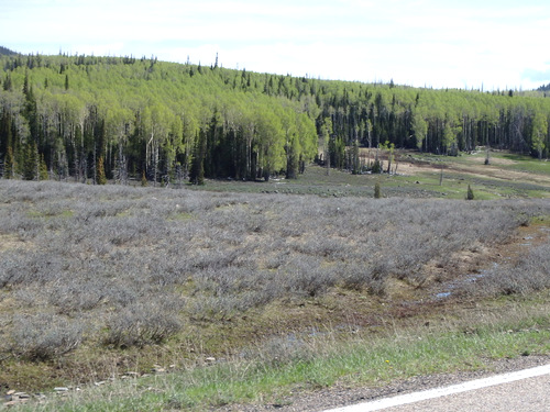 Generally heading southeast on UT-143, Dixie NF.