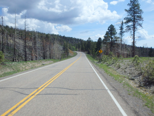 Riding through an old fire burn.