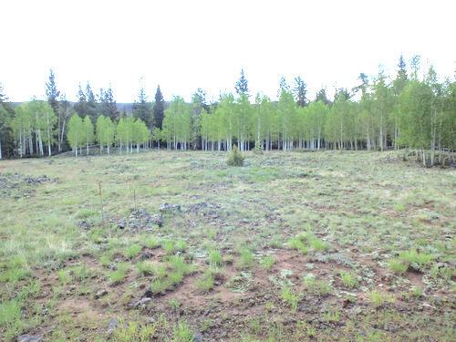 Generally cycling southeast on UT-143, Dixie NF.