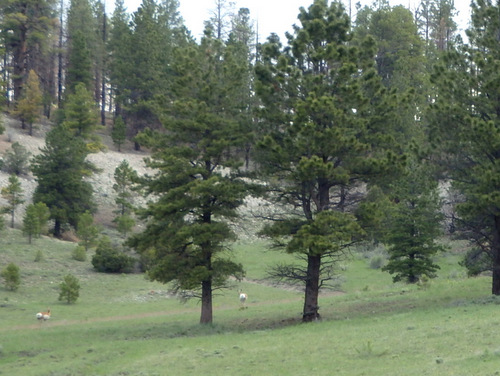 Antelope butts in the distance.