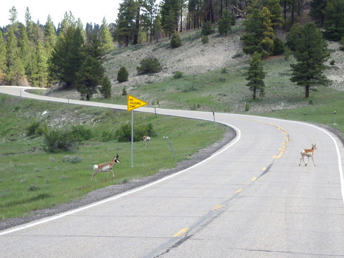 Antelope crossing.