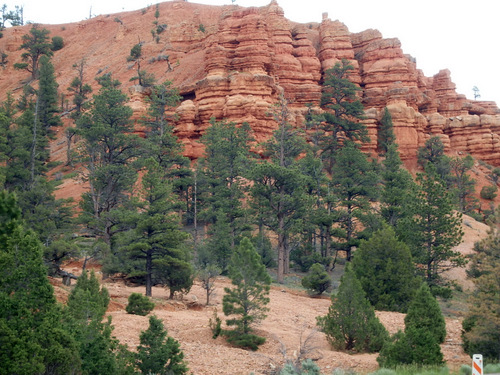 Bike Path through Dixie National Forest.