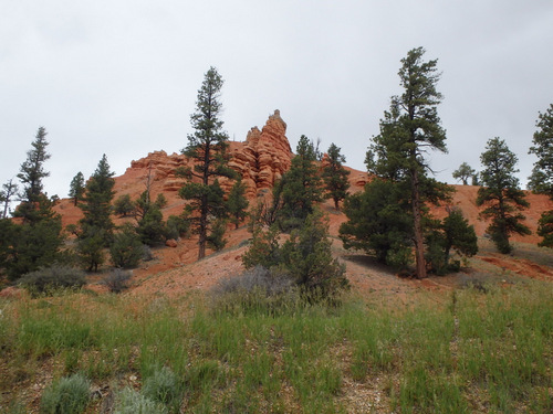 Bike Path through Dixie National Forest.