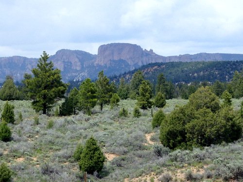 We were exiting the contiguous forest.