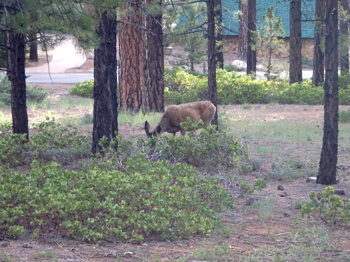 We saw this gal while walking to breakfast.