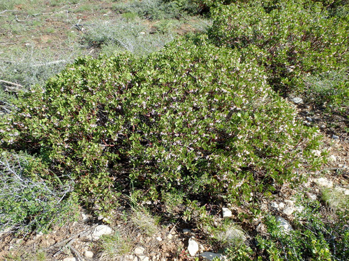 Manzanita.