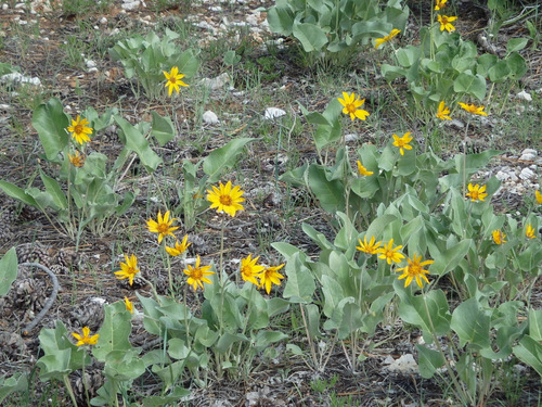 Sun Flower variants.