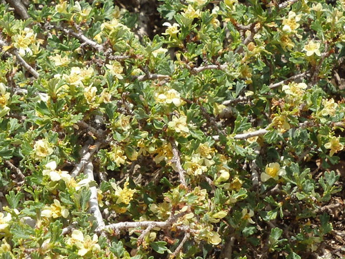 This is a ground cover shrub with a Five-Pedal Flower.