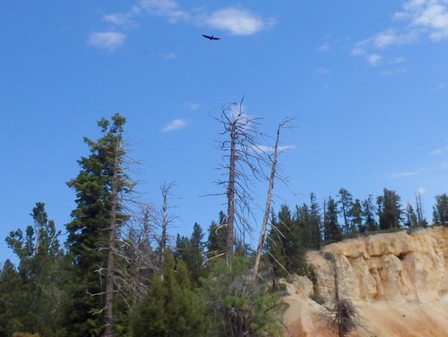 One of two birds of prey riding the emerging morning thermal.