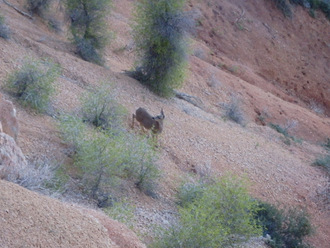 A deer (doe) was spotted just below the rim.