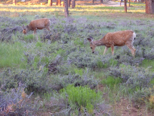 Walking back for breakfast, deer in the field.