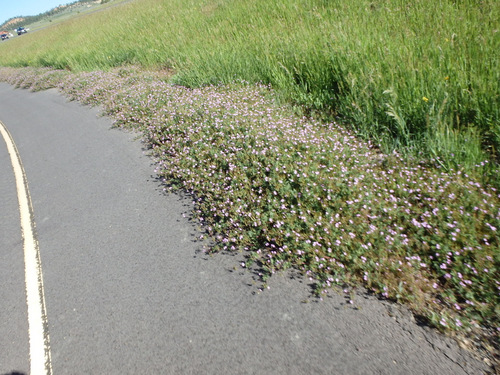 Flowers on the Trailside.