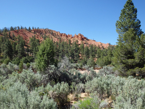 The Red Canyon area of Dixie National Forest.