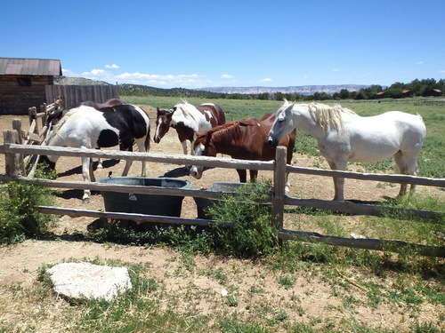 Zion Mountain Lodge is a resort and a working ranch.