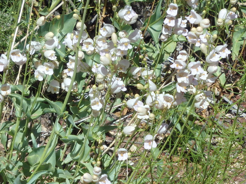 These flowers are, maybe, in the Orchid family.