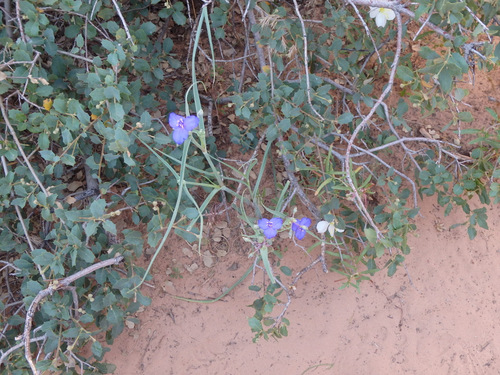 Hiked up the Grotto Trail.