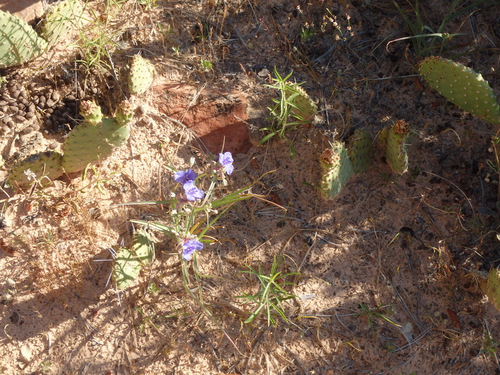 West Rim Trail.