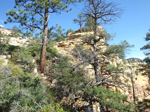 West Rim Trail.