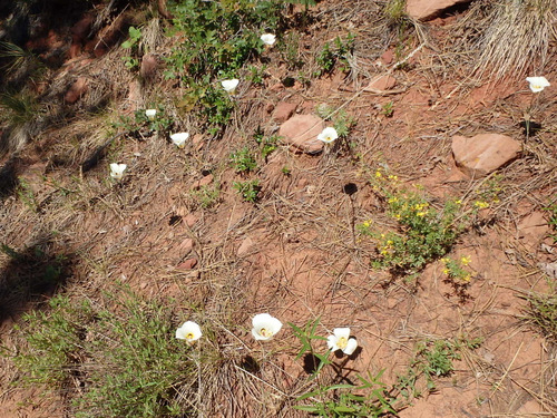 West Rim Trail.