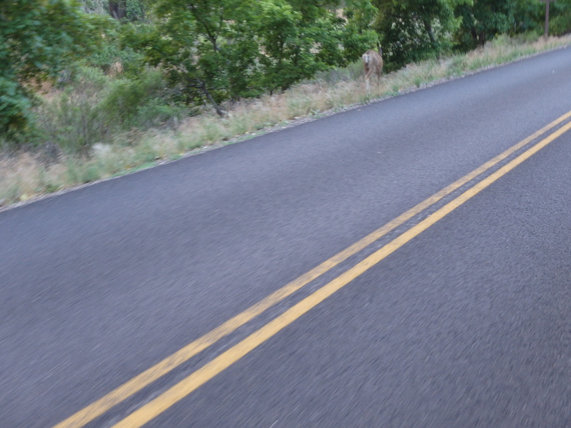 Cycling through Zion NP's Virgin Valley.