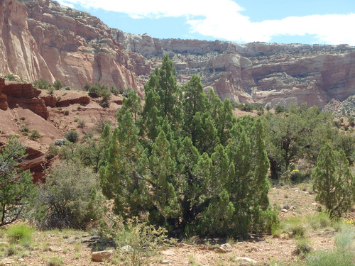 Capitol Reef National Park.