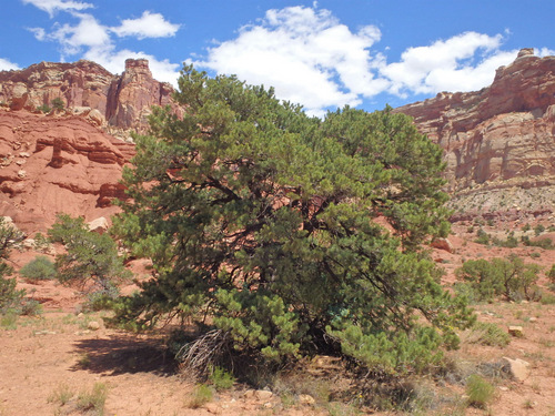 Capitol Reef National Park.