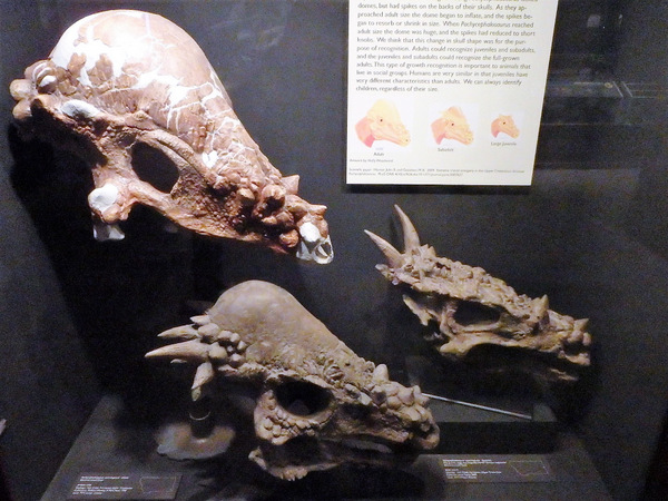 The Pachycephalosaurus Wyominggensis.