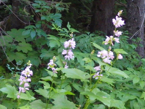 Flowers near the wet part of The Loop.