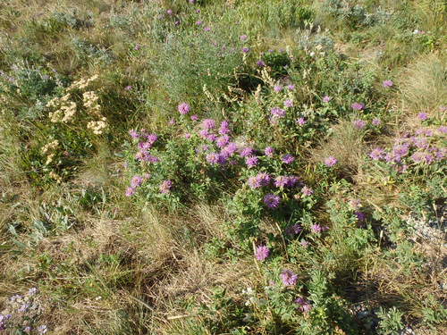 Flower of the area, perhaps not indigenous.