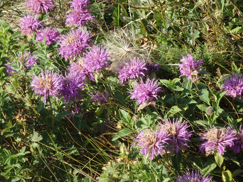 Flower of the area, perhaps not indigenous.