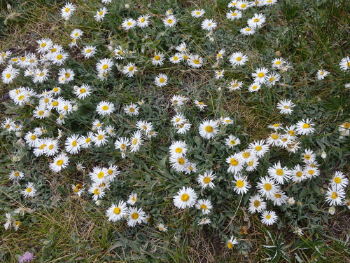 Daisies or Yellow Button Daisies.