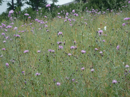 Wild Bergamot.