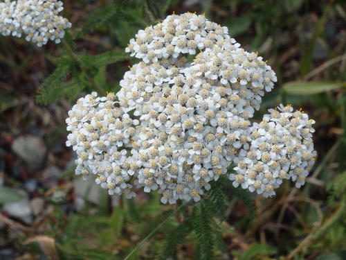 White Yarrow.