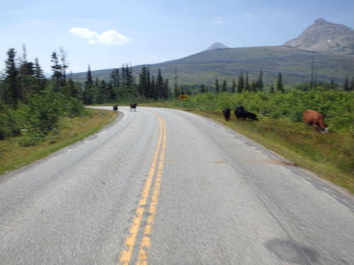 Dodging Open Range Cattle - Blackfeet Indian Reservation.