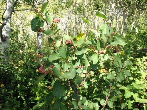 Ripening berries but we could not tell which kind of berry.